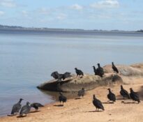 A Praia do Guarujá é uma praia fluvial localizada no bairro homônimo, na zona sul de Porto Alegre. Situada às margens do Lago Guaíba, é conhecida por sua tranquilidade e pela bela vista do pôr do sol. Embora seja um destino popular para lazer, não é um balneário próprio para banho de acordo com a prefeitura, diferentemente de outras praias da zona sul.
